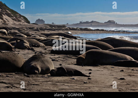 Una mandria di gran parte femmina d'elefante guarnizioni (Mirounga angustirostris) e i loro giovani sulla spiaggia di ANO NUEVO STATE PARK - CALIFORN Foto Stock