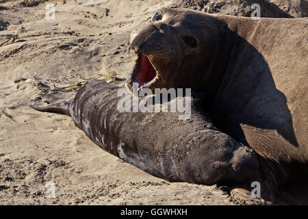 Una femmina di guarnizione di elefante (Mirounga angustirostris) con il suo cucciolo infermieristica sulla spiaggia di ANO NUEVO State Park - California Foto Stock