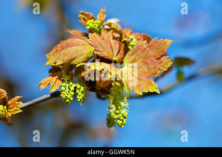 Primo piano di acero fiore in fiore in primavera Foto Stock