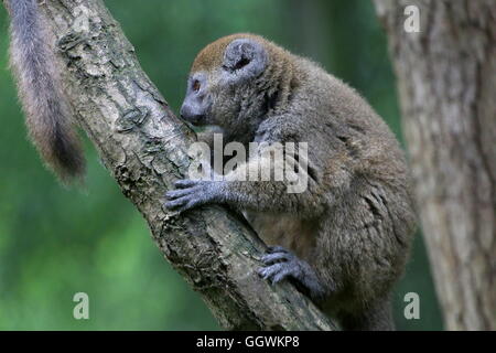 Madagascar Lac Alaotra bamboo lemur (Hapalemur alaotrensis), a.k.a. Alaotran lemure dolce. Foto Stock