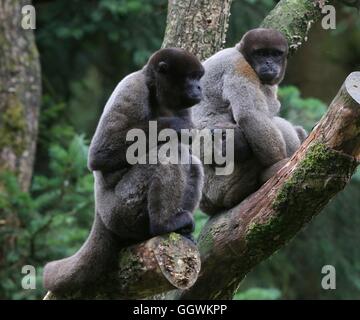 Famiglia di South American marrone o Humboldt's lanosi scimmie (Lagothrix lagotricha) in alto in un albero, rivolta verso la telecamera Foto Stock