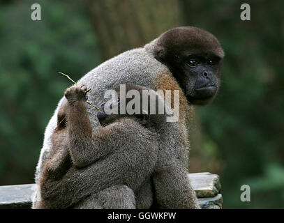 Madre del Sud America o marrone Humboldt's lanosi scimmia (Lagothrix lagotricha) con un giovanissimo aggrappandosi al suo Foto Stock