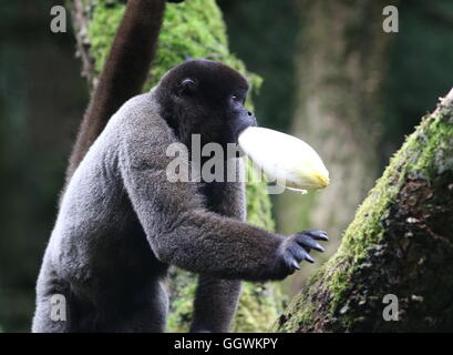 Voce maschile Sud Americana marrone o Humboldt's lanosi scimmia (Lagothrix lagotricha) azienda indivia belga nella sua bocca Foto Stock