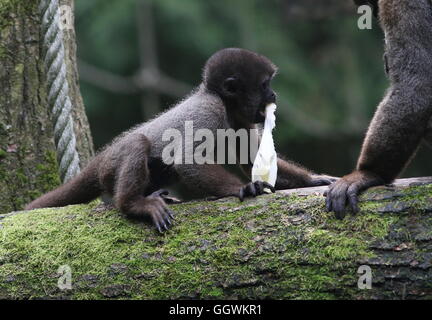 Giovane maschio Sud Americana marrone o Humboldt's lanosi scimmia (Lagothrix lagotricha) Foto Stock