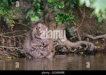 Eurasian castoro (Castor fiber) femmina toelettatura ai margini della Lontra di fiume, Devon, Regno Unito, Luglio. Foto Stock