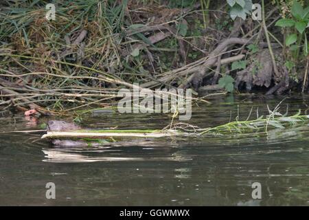 Eurasian castoro (Castor fiber) madre trascinando un alberello di Salice ha tagliato per il suo kit di alimentazione sulla, Lontra di fiume, Devon, Regno Unito Foto Stock