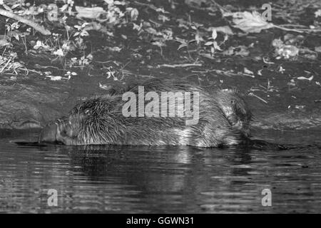 Eurasian castoro (Castor fiber) coppia toelettatura uno un altro i margini della Lontra di fiume di notte, Devon, Regno Unito, Luglio. Foto Stock