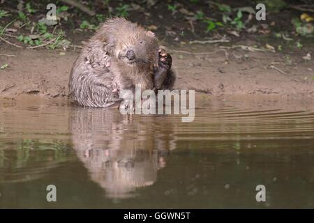 Eurasian castoro (Castor fiber) femmina toelettatura ai margini della Lontra di fiume, Devon, Regno Unito, Luglio. Foto Stock