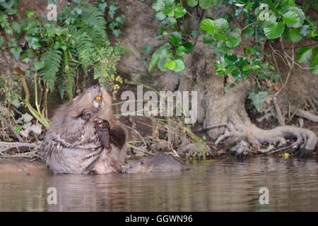 Eurasian castoro (Castor fiber) grooming femmina sul margine della Lontra di fiume come uno dei suoi kit nuota vicino a lei, Devon, Regno Unito Foto Stock