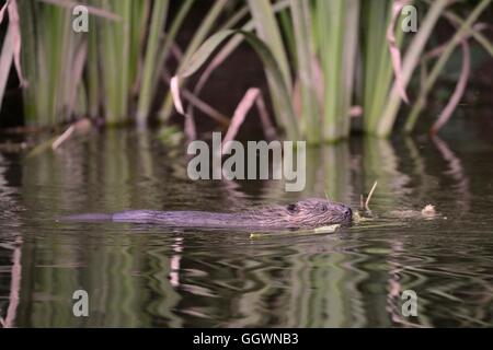 Giovani Eurasian castoro (Castor fiber) kit nuoto sulla Lontra di fiume vicino alla sua lodge, Devon, Regno Unito, Luglio. Foto Stock