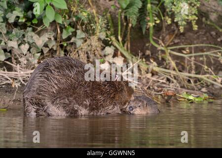 Eurasian castoro (Castor fiber) madre toelettatura uno dei suoi i kit per la Lontra di fiume, Devon, Regno Unito, Luglio. Foto Stock