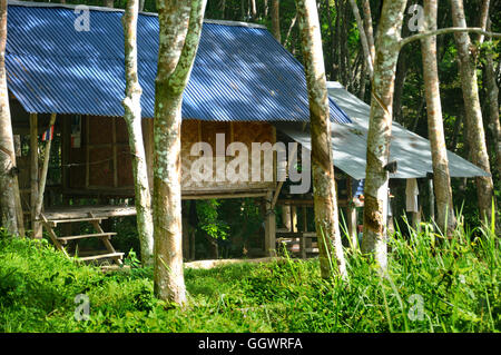 Capanna in gomma di piantagione di alberi, Thailandia Foto Stock