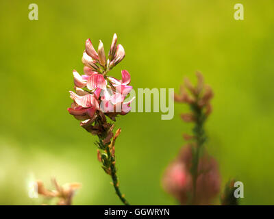 Fiori di colore rosa di lupinella (Onobrychis viciifolia) della famiglia di pisello contro la verde pianura al di fuori della messa a fuoco lo sfondo di prato in Croazia Foto Stock