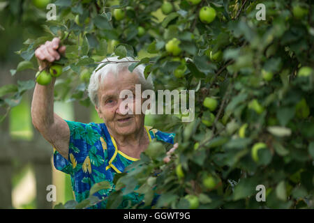 Una donna anziana vicino a melo in giardino. Foto Stock