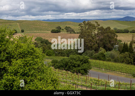 Vigneti e dolci colline di Carneros visto da Artesa dei vigneti e della cantina nella regione di Carneros nella Napa Valley Calfornia Foto Stock