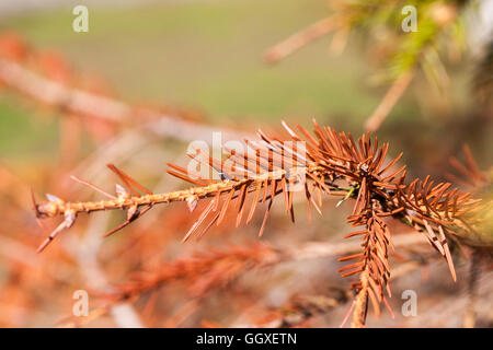 Abete rosso essiccato, close-up Foto Stock