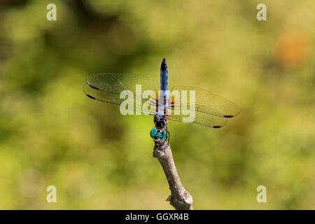 Blu (dasher Pachydiplax longipennis) il ramoscello. Foto Stock