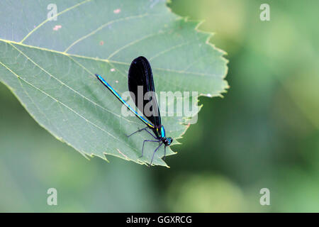 Ebano jewelwing (Calopteryx maculata), maschio Foto Stock