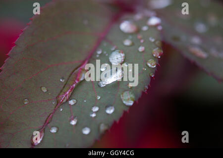 Gocce di acqua su una foglia di rose Foto Stock