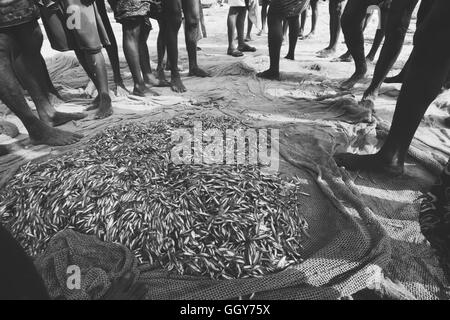 La mattina di cattura per vendita a Vizhinjam beach, Thiruvananthapuram, Kerala Foto Stock