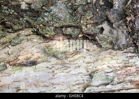 Coperto con muschi e licheni tronco di un vecchio albero . Presenta immagini in primo piano, le immagini di sfondo. Foto Stock