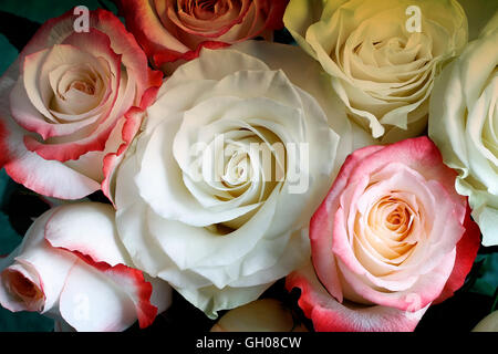 Un bouquet di bella Bianca e la luce le rose rosa su sfondo verde chiaro. La vista dall'alto. Foto Stock