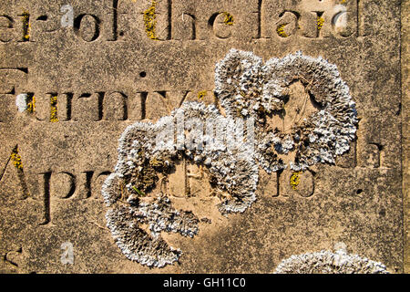 Regno Unito, Inghilterra, Cheshire, Astbury, St Mary sagrato, lichen colony crescente sulla vecchia lastra tombale Foto Stock