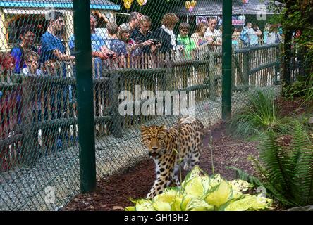 Bruxelles, Belgio. Il 6 agosto, 2016. Visitos guardare un Amur leopard a Bellewaerde Park in Ieper, Belgio, su il 6 agosto 2016. Due Amur leopard cuccioli nati qui nel mese di maggio hanno fatto il loro debutto pubblico di recente. Il leopardo di Amur è elencato come "in pericolo critico' sull'Unione internazionale per la conservazione della natura elenco rosso. Ci sono creduti per essere intorno a 70 wild Amur leopardi sinistra, prevalentemente in Estremo Oriente area della Russia, al nord-est della Cina e la parte settentrionale della penisola coreana. Credito: Xinhua/Alamy Live News Foto Stock