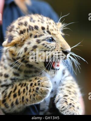 Bruxelles, Belgio. Il 6 agosto, 2016. Un Amur leopard cub è visto alla Bellewaerde Park in Ieper, Belgio, su il 6 agosto 2016. Due Amur leopard cuccioli nati qui nel mese di maggio hanno fatto il loro debutto pubblico di recente. Il leopardo di Amur è elencato come "in pericolo critico' sull'Unione internazionale per la conservazione della natura elenco rosso. Ci sono creduti per essere intorno a 70 wild Amur leopardi sinistra, prevalentemente in Estremo Oriente area della Russia, al nord-est della Cina e la parte settentrionale della penisola coreana. Credito: Xinhua/Alamy Live News Foto Stock