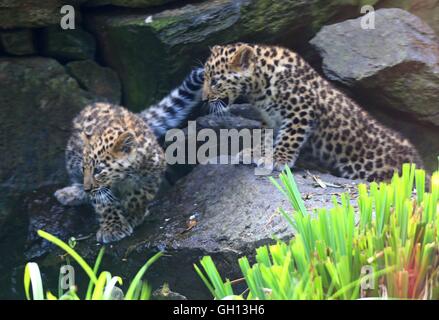 Bruxelles, Belgio. Il 6 agosto, 2016. Due Amur leopard cubs sono visti a Bellewaerde Park in Ieper, Belgio, su il 6 agosto 2016. Due Amur leopard cuccioli nati qui nel mese di maggio hanno fatto il loro debutto pubblico di recente. Il leopardo di Amur è elencato come "in pericolo critico' sull'Unione internazionale per la conservazione della natura elenco rosso. Ci sono creduti per essere intorno a 70 wild Amur leopardi sinistra, prevalentemente in Estremo Oriente area della Russia, al nord-est della Cina e la parte settentrionale della penisola coreana. Credito: Xinhua/Alamy Live News Foto Stock