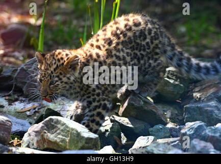 Bruxelles, Belgio. Il 6 agosto, 2016. Un Amur leopard cub è visto alla Bellewaerde Park in Ieper, Belgio, su il 6 agosto 2016. Due Amur leopard cuccioli nati qui nel mese di maggio hanno fatto il loro debutto pubblico di recente. Il leopardo di Amur è elencato come "in pericolo critico' sull'Unione internazionale per la conservazione della natura elenco rosso. Ci sono creduti per essere intorno a 70 wild Amur leopardi sinistra, prevalentemente in Estremo Oriente area della Russia, al nord-est della Cina e la parte settentrionale della penisola coreana. Credito: Xinhua/Alamy Live News Foto Stock