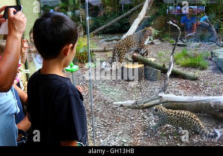 Bruxelles, Belgio. Il 6 agosto, 2016. Visitos guardare Amur Leopardi a Bellewaerde Park in Ieper, Belgio, su il 6 agosto 2016. Due Amur leopard cuccioli nati qui nel mese di maggio hanno fatto il loro debutto pubblico di recente. Il leopardo di Amur è elencato come "in pericolo critico' sull'Unione internazionale per la conservazione della natura elenco rosso. Ci sono creduti per essere intorno a 70 wild Amur leopardi sinistra, prevalentemente in Estremo Oriente area della Russia, al nord-est della Cina e la parte settentrionale della penisola coreana. Credito: Xinhua/Alamy Live News Foto Stock