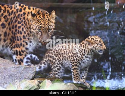 Bruxelles, Belgio. Il 6 agosto, 2016. Un Amur leopard cub e sua madre sono visti a Bellewaerde Park in Ieper, Belgio, su il 6 agosto 2016. Due Amur leopard cuccioli nati qui nel mese di maggio hanno fatto il loro debutto pubblico di recente. Il leopardo di Amur è elencato come "in pericolo critico' sull'Unione internazionale per la conservazione della natura elenco rosso. Ci sono creduti per essere intorno a 70 wild Amur leopardi sinistra, prevalentemente in Estremo Oriente area della Russia, al nord-est della Cina e la parte settentrionale della penisola coreana. Credito: Xinhua/Alamy Live News Foto Stock