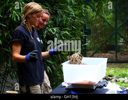 Bruxelles, Belgio. Il 6 agosto, 2016. I membri del personale pesa un Amur leopard cub a Bellewaerde Park in Ieper, Belgio, su il 6 agosto 2016. Due Amur leopard cuccioli nati qui nel mese di maggio hanno fatto il loro debutto pubblico di recente. Il leopardo di Amur è elencato come "in pericolo critico' sull'Unione internazionale per la conservazione della natura elenco rosso. Ci sono creduti per essere intorno a 70 wild Amur leopardi sinistra, prevalentemente in Estremo Oriente area della Russia, al nord-est della Cina e la parte settentrionale della penisola coreana. Credito: Xinhua/Alamy Live News Foto Stock