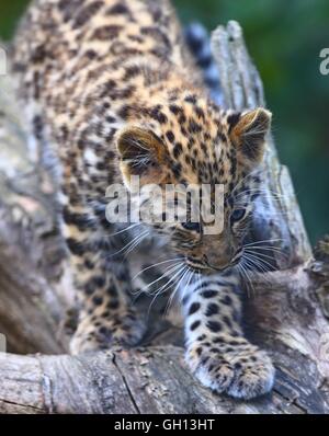 Bruxelles, Belgio. Il 6 agosto, 2016. Un Amur leopard cub è visto alla Bellewaerde Park in Ieper, Belgio, su il 6 agosto 2016. Due Amur leopard cuccioli nati qui nel mese di maggio hanno fatto il loro debutto pubblico di recente. Il leopardo di Amur è elencato come "in pericolo critico' sull'Unione internazionale per la conservazione della natura elenco rosso. Ci sono creduti per essere intorno a 70 wild Amur leopardi sinistra, prevalentemente in Estremo Oriente area della Russia, al nord-est della Cina e la parte settentrionale della penisola coreana. Credito: Xinhua/Alamy Live News Foto Stock