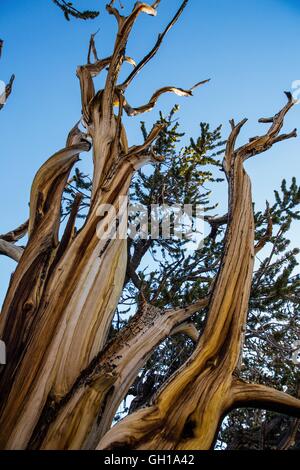 Giugno 14, 2014 - White Mountains, California, Stati Uniti - L'abbaio di un pino bristlecone presso sunrise nel Bristlecone Pine Forest. Il Bristlecone antica pineta è a casa per gli alberi più vecchi del mondo, Bristlecone Pines. Sotto il profilo ecologico, le montagne bianche sono come le altre gamme nel bacino e la gamma provincia; sono asciutti, ma i pendii superiore da 9.200 a 11.500 ft tenere aperte le foreste subalpine del Grande Bacino bristlecone pine. Un pino bristlecone è una delle tre specie di alberi di pino (Famiglia Pinaceae, genere Pinus, sottosezione Balfourianae). Tutte e tre le specie sono di lunga durata e altamente resilie Foto Stock