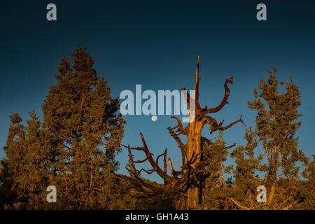 Giugno 14, 2014 - White Mountains, California, Stati Uniti - La moonsets come il sole sorge su Bristlecone Pine Forest. Il Bristlecone antica pineta è a casa per gli alberi più vecchi del mondo, Bristlecone Pines. Sotto il profilo ecologico, le montagne bianche sono come le altre gamme nel bacino e la gamma provincia; sono asciutti, ma i pendii superiore da 9.200 a 11.500 ft tenere aperte le foreste subalpine del Grande Bacino bristlecone pine. Un pino bristlecone è una delle tre specie di alberi di pino (Famiglia Pinaceae, genere Pinus, sottosezione Balfourianae). Tutte e tre le specie sono di lunga durata e altamente resiliente da hars Foto Stock