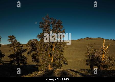 Giugno 14, 2014 - White Mountains, California, Stati Uniti - La moonsets come il sole sorge su Bristlecone Pine Forest. Il Bristlecone antica pineta è a casa per gli alberi più vecchi del mondo, Bristlecone Pines. Sotto il profilo ecologico, le montagne bianche sono come le altre gamme nel bacino e la gamma provincia; sono asciutti, ma i pendii superiore da 9.200 a 11.500 ft tenere aperte le foreste subalpine del Grande Bacino bristlecone pine. Un pino bristlecone è una delle tre specie di alberi di pino (Famiglia Pinaceae, genere Pinus, sottosezione Balfourianae). Tutte e tre le specie sono di lunga durata e altamente resiliente da hars Foto Stock