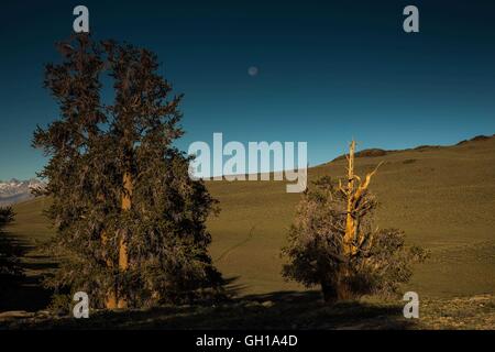 Giugno 14, 2014 - White Mountains, California, Stati Uniti - La moonsets come il sole sorge su Bristlecone Pine Forest. Il Bristlecone antica pineta è a casa per gli alberi più vecchi del mondo, Bristlecone Pines. Sotto il profilo ecologico, le montagne bianche sono come le altre gamme nel bacino e la gamma provincia; sono asciutti, ma i pendii superiore da 9.200 a 11.500 ft tenere aperte le foreste subalpine del Grande Bacino bristlecone pine. Un pino bristlecone è una delle tre specie di alberi di pino (Famiglia Pinaceae, genere Pinus, sottosezione Balfourianae). Tutte e tre le specie sono di lunga durata e altamente resiliente da hars Foto Stock