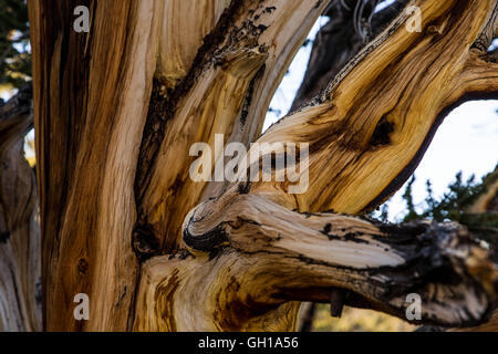 Giugno 14, 2014 - White Mountains, California, Stati Uniti - L'abbaio di un pino bristlecone presso sunrise nel Bristlecone Pine Forest. Il Bristlecone antica pineta è a casa per gli alberi più vecchi del mondo, Bristlecone Pines. Sotto il profilo ecologico, le montagne bianche sono come le altre gamme nel bacino e la gamma provincia; sono asciutti, ma i pendii superiore da 9.200 a 11.500 ft tenere aperte le foreste subalpine del Grande Bacino bristlecone pine. Un pino bristlecone è una delle tre specie di alberi di pino (Famiglia Pinaceae, genere Pinus, sottosezione Balfourianae). Tutte e tre le specie sono di lunga durata e altamente resilie Foto Stock