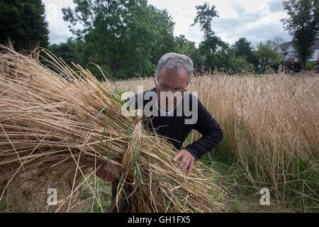 Londra, UK, 8 Agosto 2016: comunità locale i volontari aiutano la mietitura del grano del patrimonio raccolto dal pubblico Ruskin Park in South London borough di Lambeth, UK. Il frumento è stato crescente nel parco erba lunga area, un angolo dove una varietà di frumento come cono blu rivetto, Rouge d'Ecosse e Old Kent rosso e altri compresi dall'Etiopia, hanno prosperato. Patrimonio di Londra specialista di frumento e baker Andy Forbes, avrà la sua produzione di massa in una volta abbandonato il mulino a vento di Brixton, che dopo il finanziamento della lotteria, ora serve la comunità come un lavoro di mulino. Credito: Richard Baker / Alamy vivere N Foto Stock