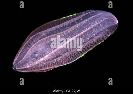 Pettine marrone jelly (Beroe ovata) Mar Nero Foto Stock