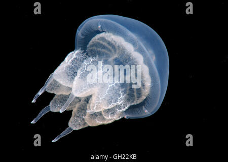 Canna meduse, pattumiera con coperchio o di medusa frilly sbalorditi medusa (Rhizostoma pulmo) Mar Nero Foto Stock