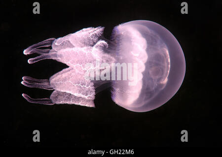 Canna meduse, pattumiera con coperchio o di medusa frilly sbalorditi medusa (Rhizostoma pulmo) Mar Nero Foto Stock