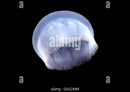 Specie sconosciute di meduse nel Mar Nero Foto Stock