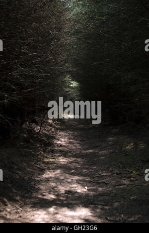 Scary dark road nella foresta Foto Stock