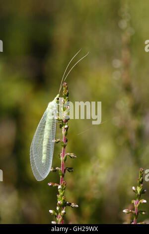 Verde comune Lacewing, Chrysoperla carnea Foto Stock