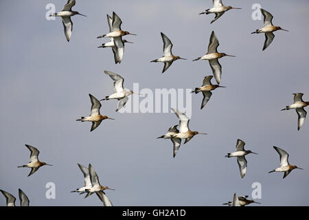 Nero-tailed Godwit, Limosa limosa, gregge in volo in Fife Foto Stock
