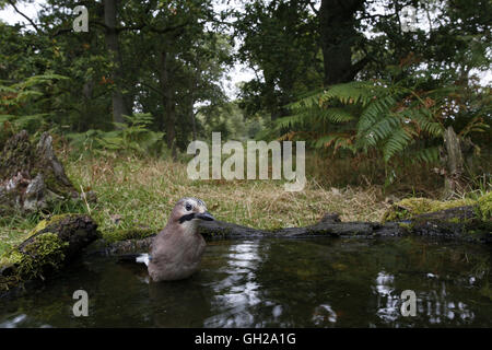 Eurasian Jay Garrulus glandarius, adulti di balneazione in stagno in legno Foto Stock