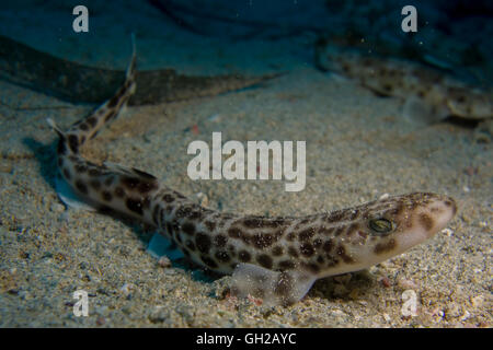 Piccolo-spotted gattucci, Scyliorhinus canicula, dal Mar Mediterraneo. Questa foto è stata scattata a Malta. Foto Stock